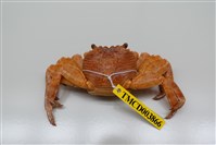 藏品(白紋方蟹)的圖片